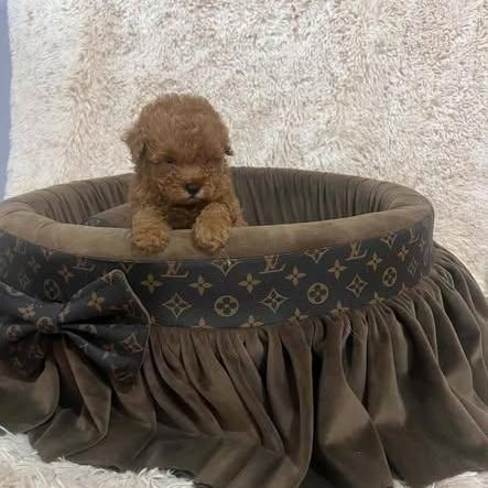 Toy poodles, beautiful, extra small