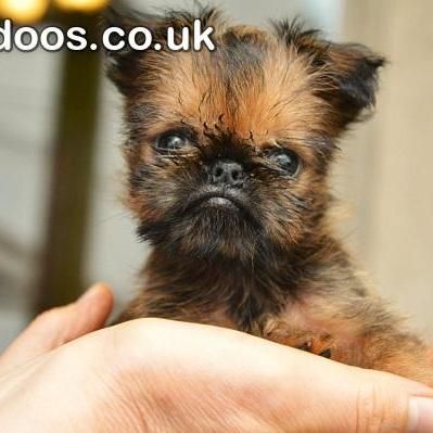 Belgian (Brussels) Griffon - excellent puppies