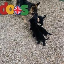 German Shepherd pups available 