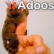 Baby marmoset monkeys for adoption whatsapp us at +447737245082 for mo