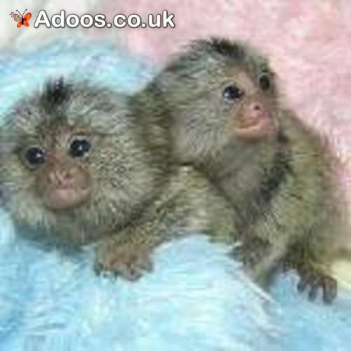 x mas baby marmoset monkeys for adoption