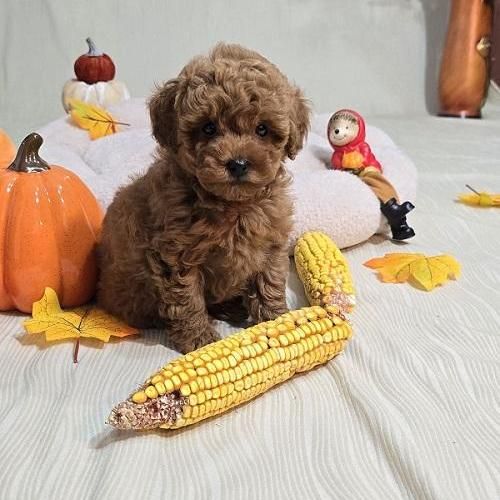 Toy Red Poodle/Red Poodles - puppies