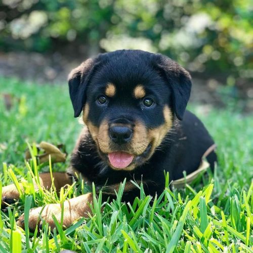 Available Rottweiler Puppies
