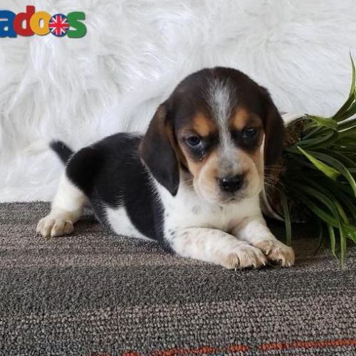 Sweet Beagle puppy !