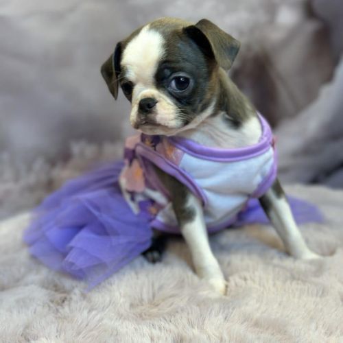 Exotic design griffon