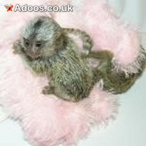 Affectionate marmoset monkeys ready for adoption