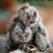 x mas baby marmoset monkeys whatsapp us at +447737245082  