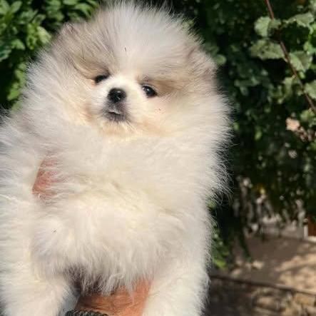 Pomeranian puppies of the highest quality 