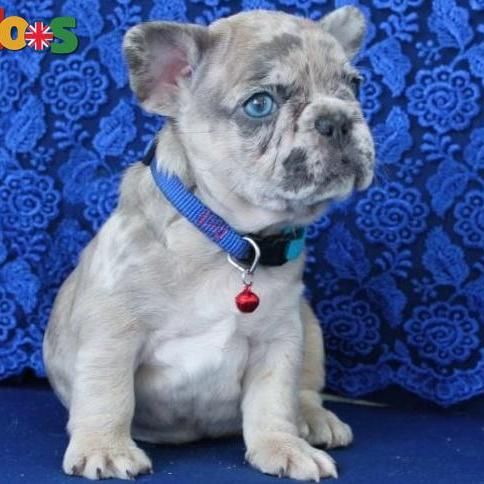 French Bulldog Puppies AKC Certified!!.