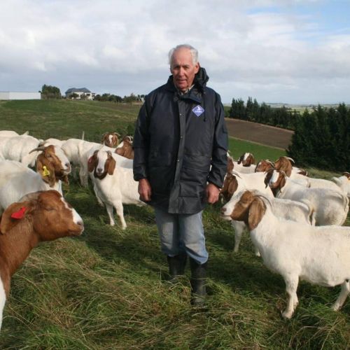 Healthy Boer Goats up for sale