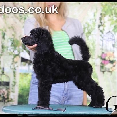 Large Royal Poodle puppies 