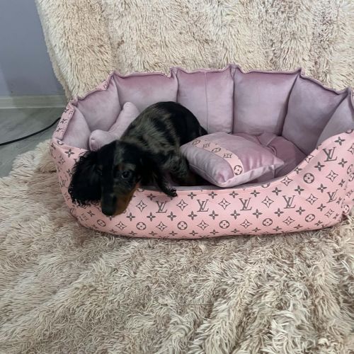 Long-haired merle-colored dwarf dachshunds 