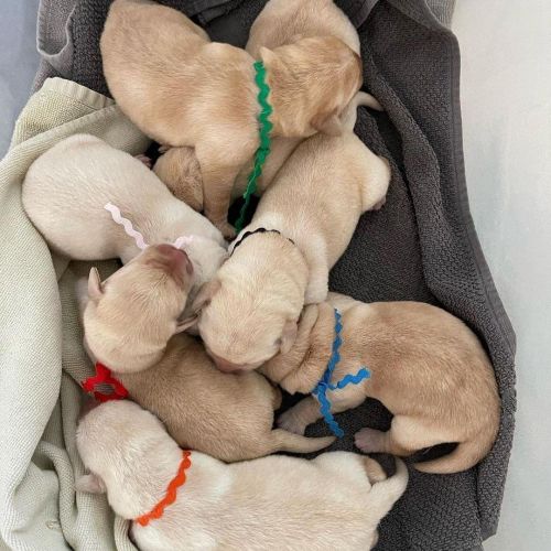 Adorable lovely Labrador  retriever puppies