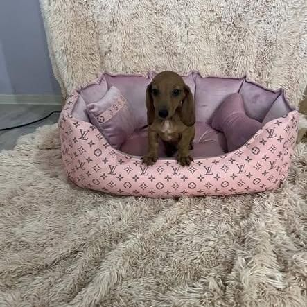 Exceptional Dwarf Shorthair Dachshunds 