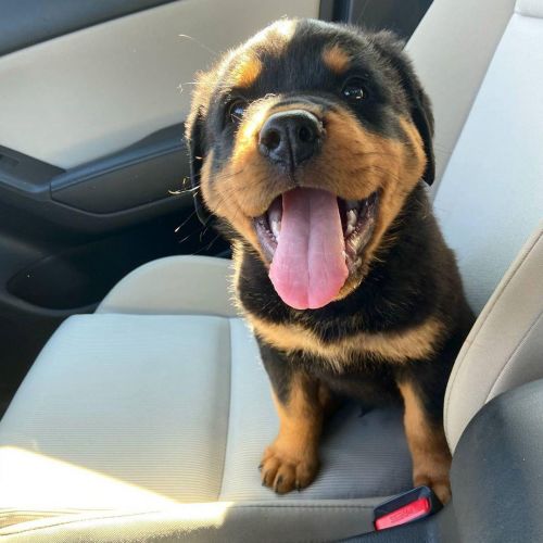 Healthy Rottweiler Puppies For Sale