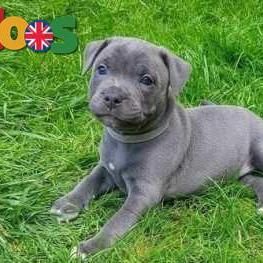 One blue staffy pup left!! 