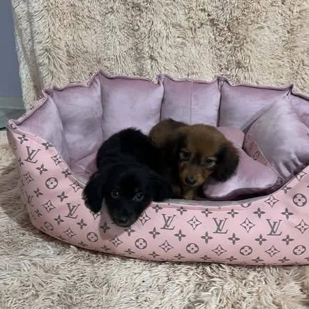 Long-haired standard dachshunds, puppies
