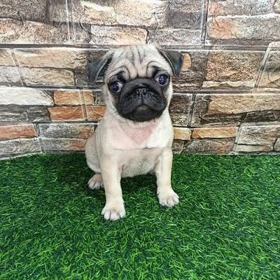 Pug female puppy